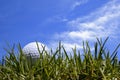 Golf Ball in Grass with Blue Sky Royalty Free Stock Photo