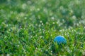 Golf Ball in Grasses with Dew Drops in Morning