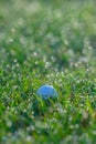 Golf Ball in Grasses with Dew Drops in Morning