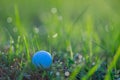 Golf Ball in Grasses with Dew Drops in Morning