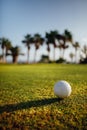 Golf ball on green grass, palm trees on background Royalty Free Stock Photo