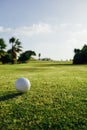 Golf ball on green grass, palm trees background Royalty Free Stock Photo