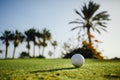 Golf ball on green grass, palm trees background Royalty Free Stock Photo