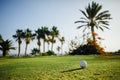 Golf ball on green grass, palm trees background Royalty Free Stock Photo