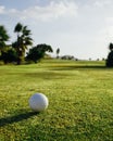 Golf ball on green grass, palm trees background Royalty Free Stock Photo