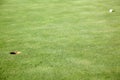 Golf Ball on Green near Hole Royalty Free Stock Photo