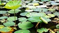 Golf ball perching precariously on a lotus leaf