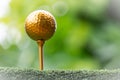 Golden golf ball is the world`s biggest sport Royalty Free Stock Photo