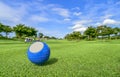 The golf ball put on green grass of golf course Royalty Free Stock Photo