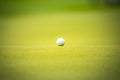 The golf ball put on green grass of golf course Royalty Free Stock Photo