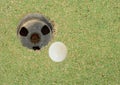 Golf ball rolling near hole in course field Royalty Free Stock Photo