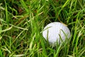 Golf ball in the rough Royalty Free Stock Photo
