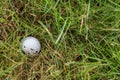 Golf ball in rough Royalty Free Stock Photo