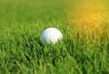 Golf ball in rough grass on fairway Royalty Free Stock Photo