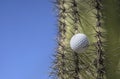 Golf ball stuck in a cactus tree after a wild swing