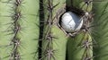 Golf ball stuck in a prickly Saguaro cactus in Arizona