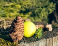 Golf ball in the woods