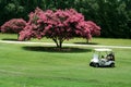 Golf Cart by Crepe Myrtle Royalty Free Stock Photo