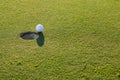 Golf club and ball in grass at the Golf course. White Golf ball on Green field golf course in morning time with sun light Royalty Free Stock Photo