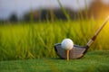 Golf club and ball on green grass ready to be struck on golf course background Royalty Free Stock Photo