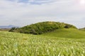 Golf course in Belek. Green grass on the field. Blue sky, sunny Royalty Free Stock Photo