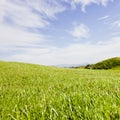 Golf course in Belek. Green grass on the field. Blue sky, sunny Royalty Free Stock Photo