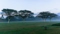 Golf Course Dawn Mist Trees Landscape