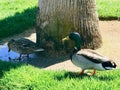 Golf Course Fowl Residents, Las Vegas, Nevada, USA