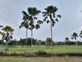 golf course with green grass and tall palm trees looks so beautiful. Royalty Free Stock Photo