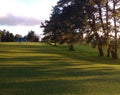 Golf course greenary trees natural scenary