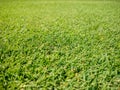 Golf course, natural green grass Royalty Free Stock Photo
