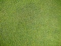 Golf course, natural green grass Royalty Free Stock Photo