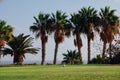 Golf course with palm trees Royalty Free Stock Photo