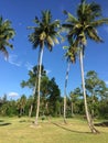 African golf course with palm trees lining the fairway Royalty Free Stock Photo