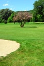 Golf course, sand pit, pink flowering tree