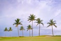 Golf course sunset with tropical palm trees Royalty Free Stock Photo