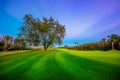 Golf course with tropical palm trees and lake in Punta Cana. Dominican Republic Royalty Free Stock Photo