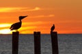 The golf of Mexico with a dramatic sunset with a pelican and cormorant perched in front of it as seen from For Myers Beach, Florid