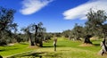 Golf player in the Olive Grove Royalty Free Stock Photo