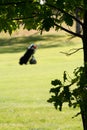 Golfbag Royalty Free Stock Photo