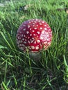 A golfball sized colourful mushroom - Amanita muscaria