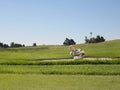 Golfer Swinging In Sand Trap Royalty Free Stock Photo