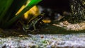 Golfodulcean poison dart frog, A endangered amphibian specie from Costa Rica