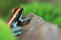 Golfodulcean poison dart frog