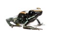 Golfodulcean Poison Frog against white background Royalty Free Stock Photo