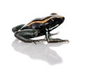 Golfodulcean Poison Frog against white background Royalty Free Stock Photo