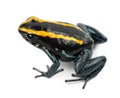 Golfodulcean Poison Frog, Phyllobates vittatus Royalty Free Stock Photo