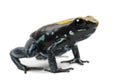 Golfodulcean Poison Frog, Phyllobates vittatus, against white ba Royalty Free Stock Photo