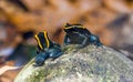 Golfodulcean Poison Frog (Phyllobates vittatus) - captive bred. Royalty Free Stock Photo