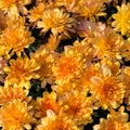 Golg chrysanthemum pattern